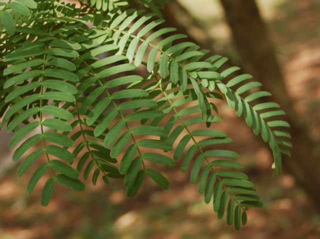 Mi sembra un''acacia ... No, Prosopis glandulosa (Fabaceae)